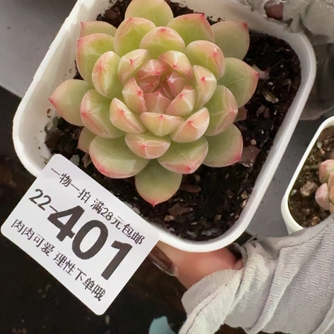 雪花珍妮无盆土发货