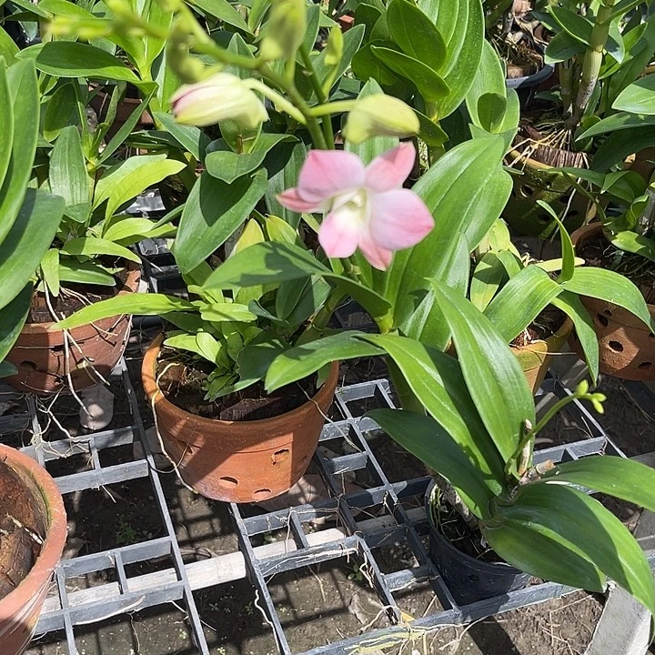 当前无花朵，栽培后可花朵红蜜桃471