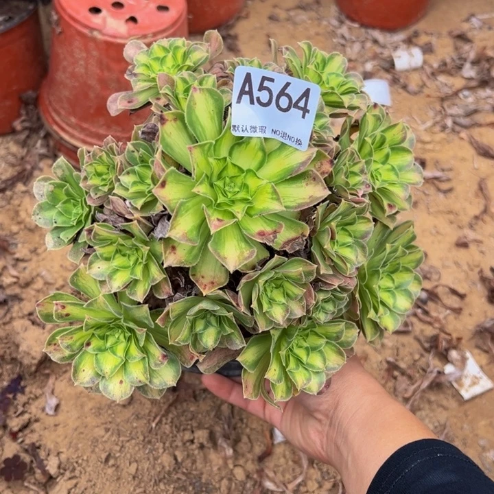 韶华多肉植物564.