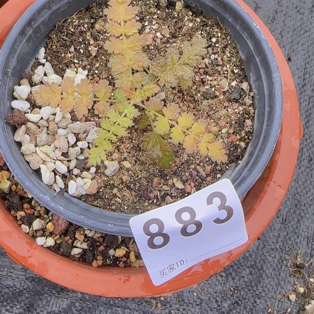 【闪购商品】?**狗块根植物