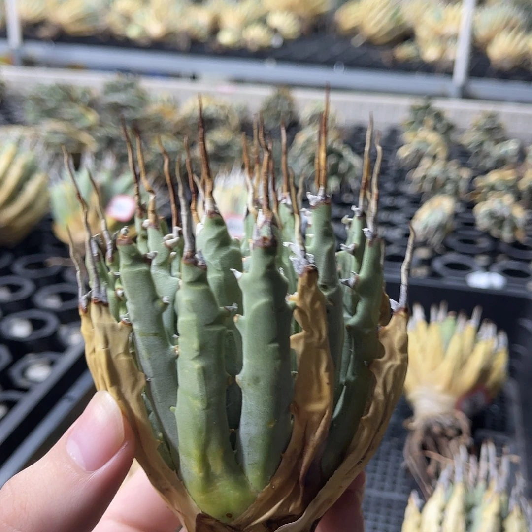 断刺较多福利价出