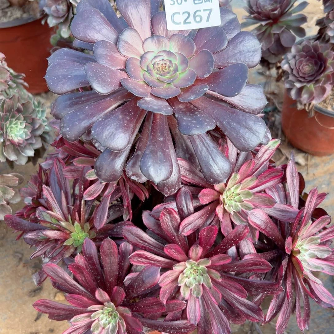 267青霞多肉法师