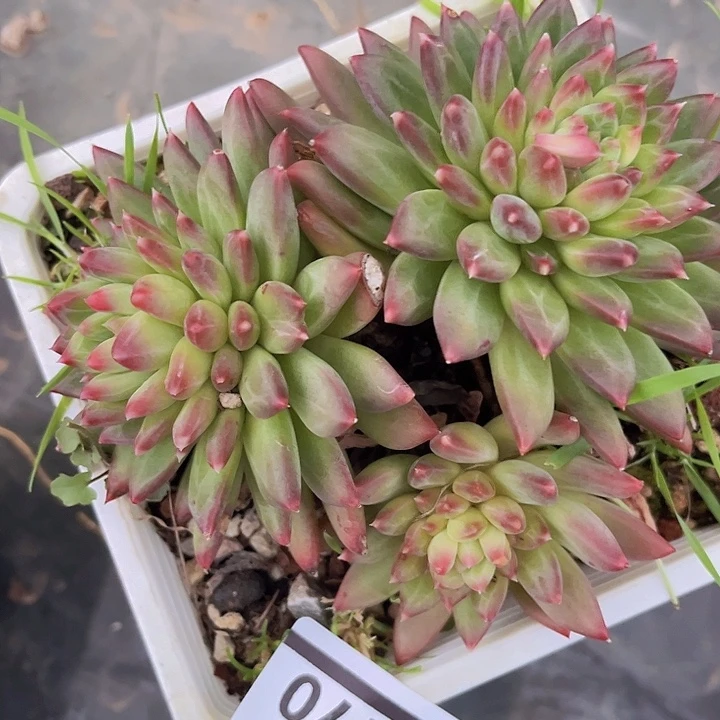 惠兰美人25170多肉植物