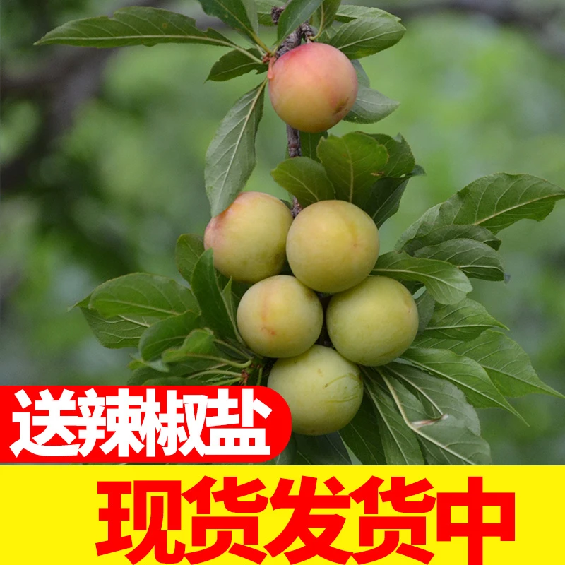 【酸脆】现货三月李广西桂林新鲜三华李小青李孕妇酸李应季水果子