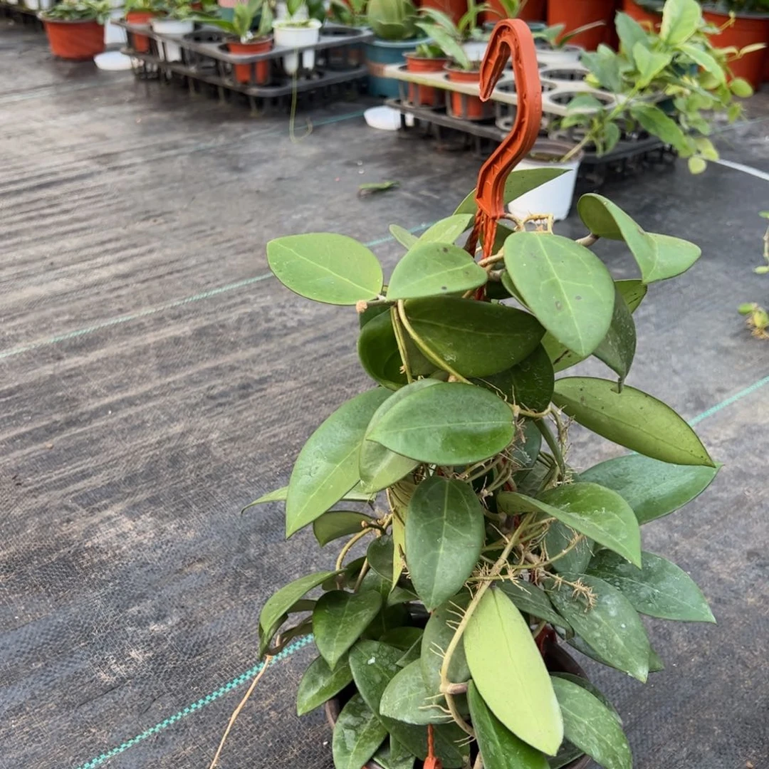 难***涂无花朵羊脂玉球兰