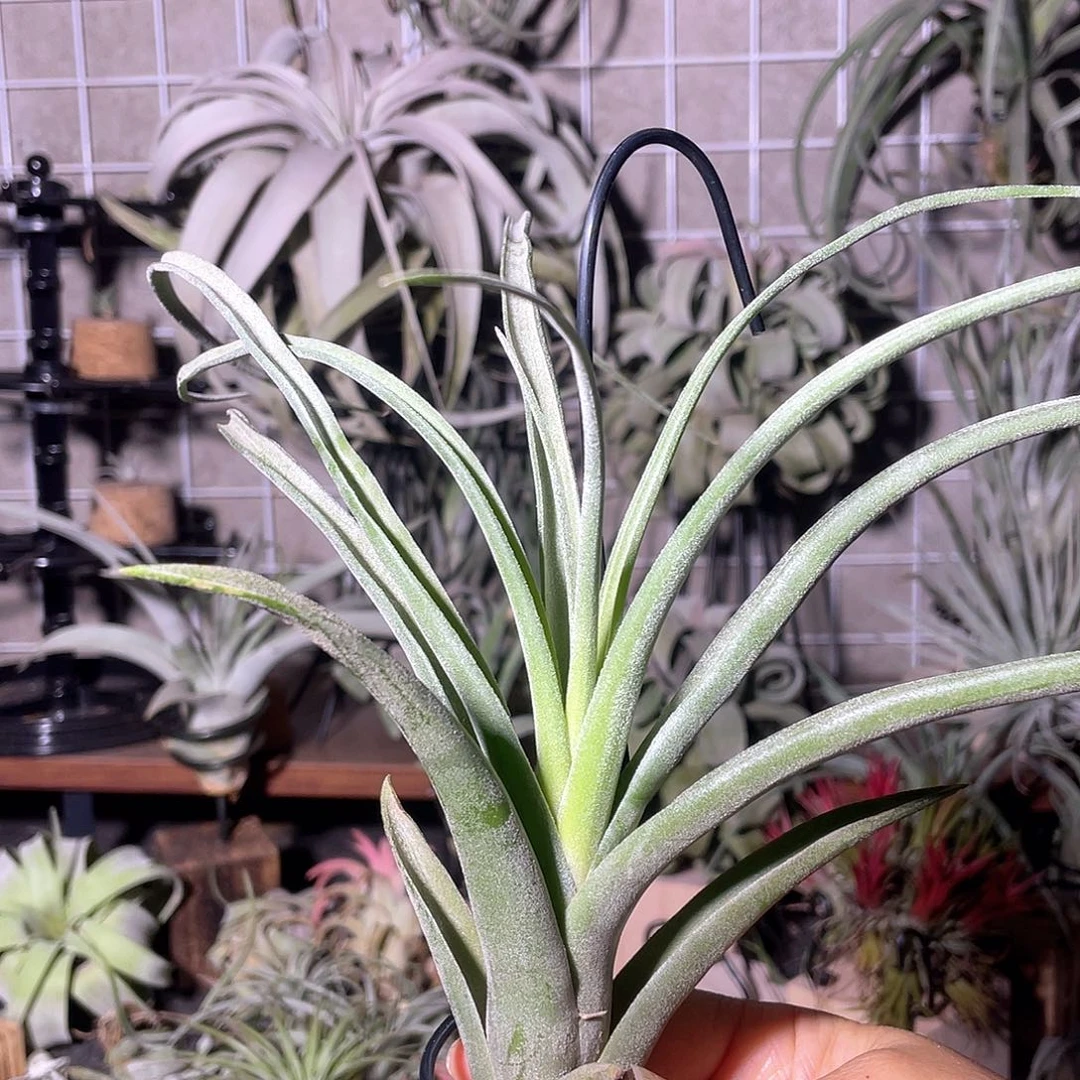 花卷46号空气凤梨