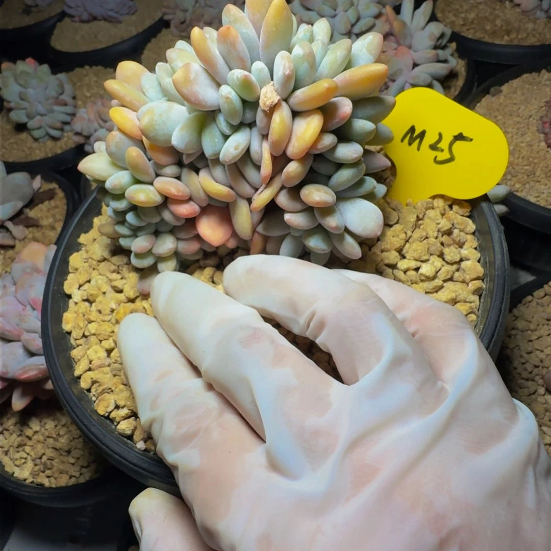 L**In m m m m m m m 25