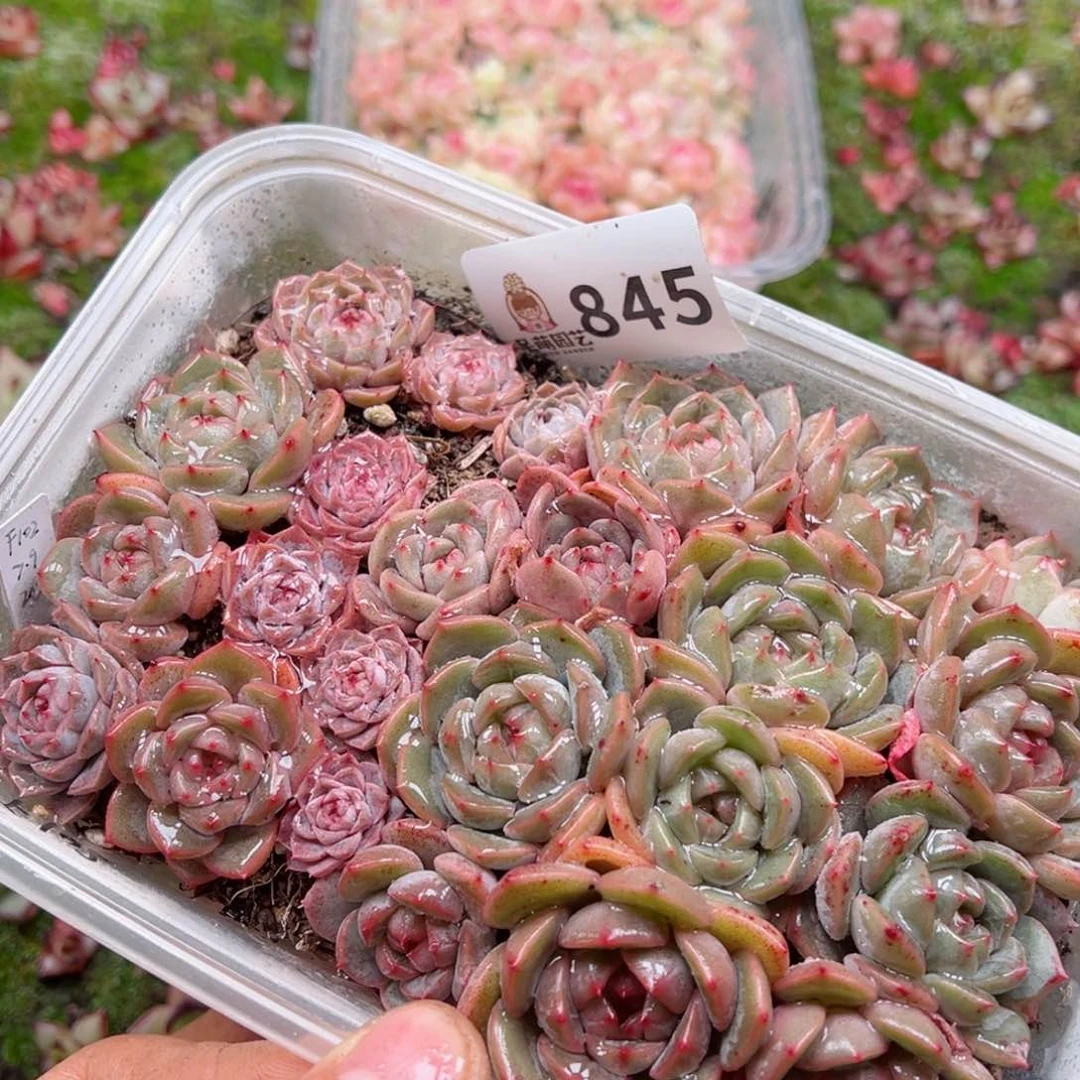 多肉植物多肉植物