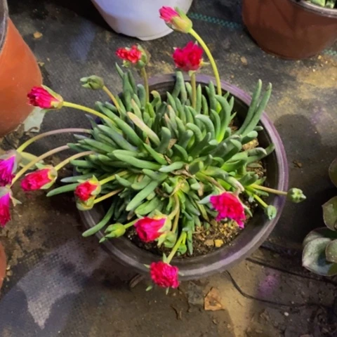 奔龙多肉植物4577