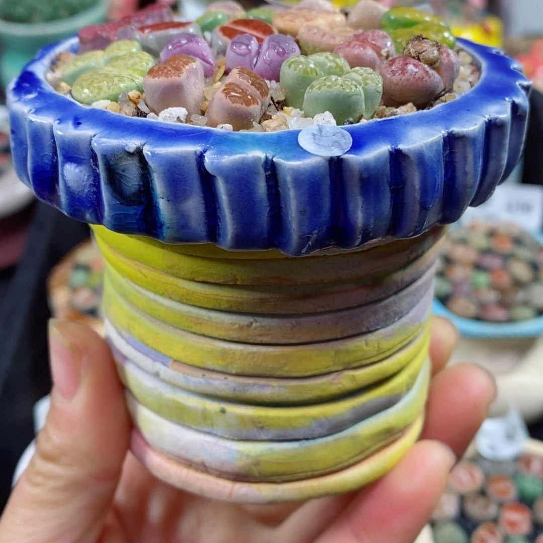 M***k生石花花花花花花花花442