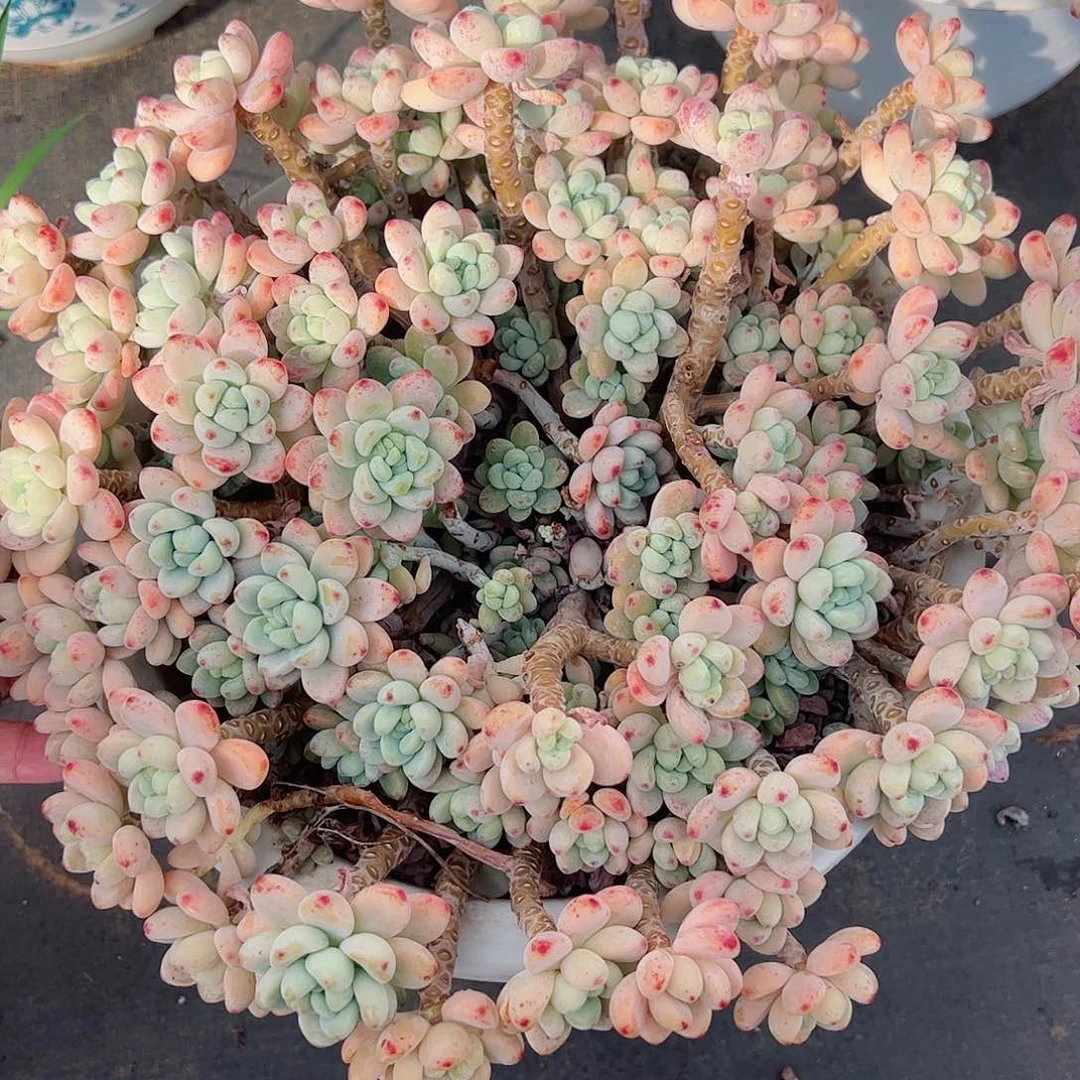 劳尔超级大群生老桩