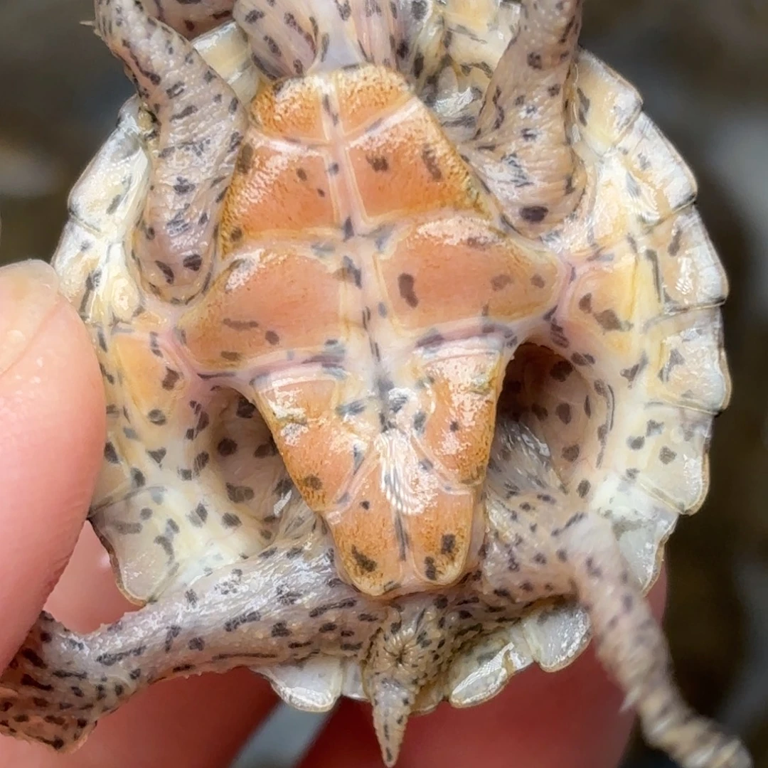 剃刀龟不分公母F6全品双满文粗纹黑刀