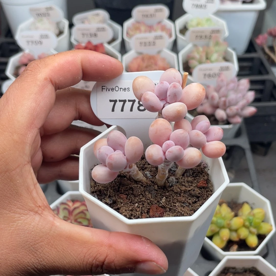 7778亚美桃蛋5.0厘米
