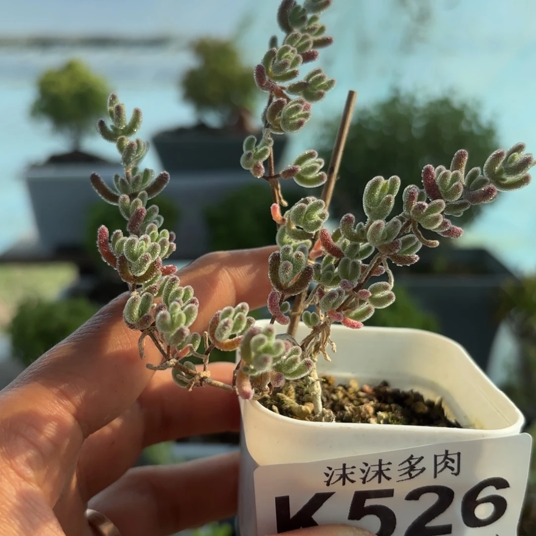 526冰子枝干番杏福路