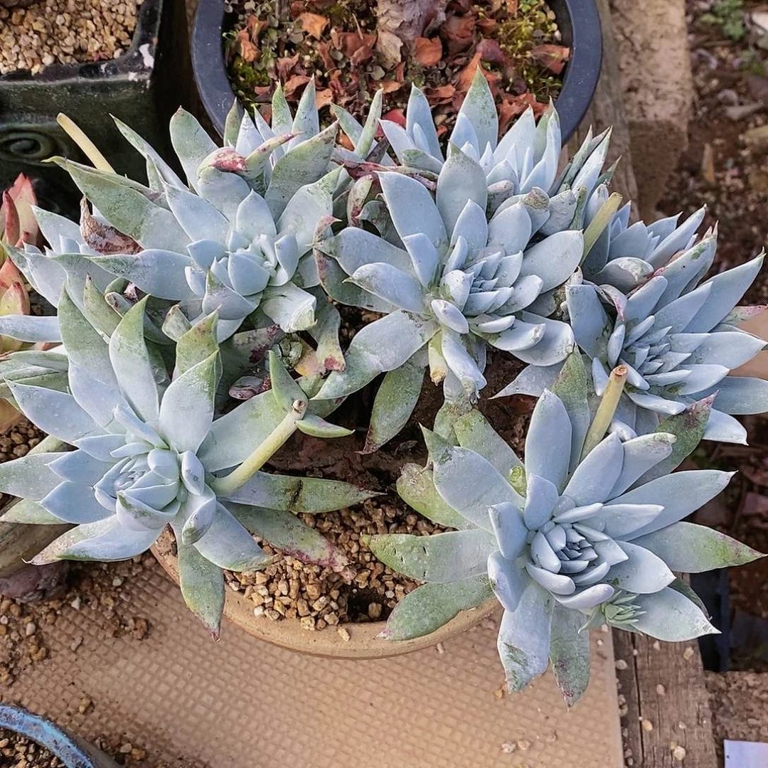 【闪购商品】哈哈哈哈大花朵雪山多肉瑕疵1363