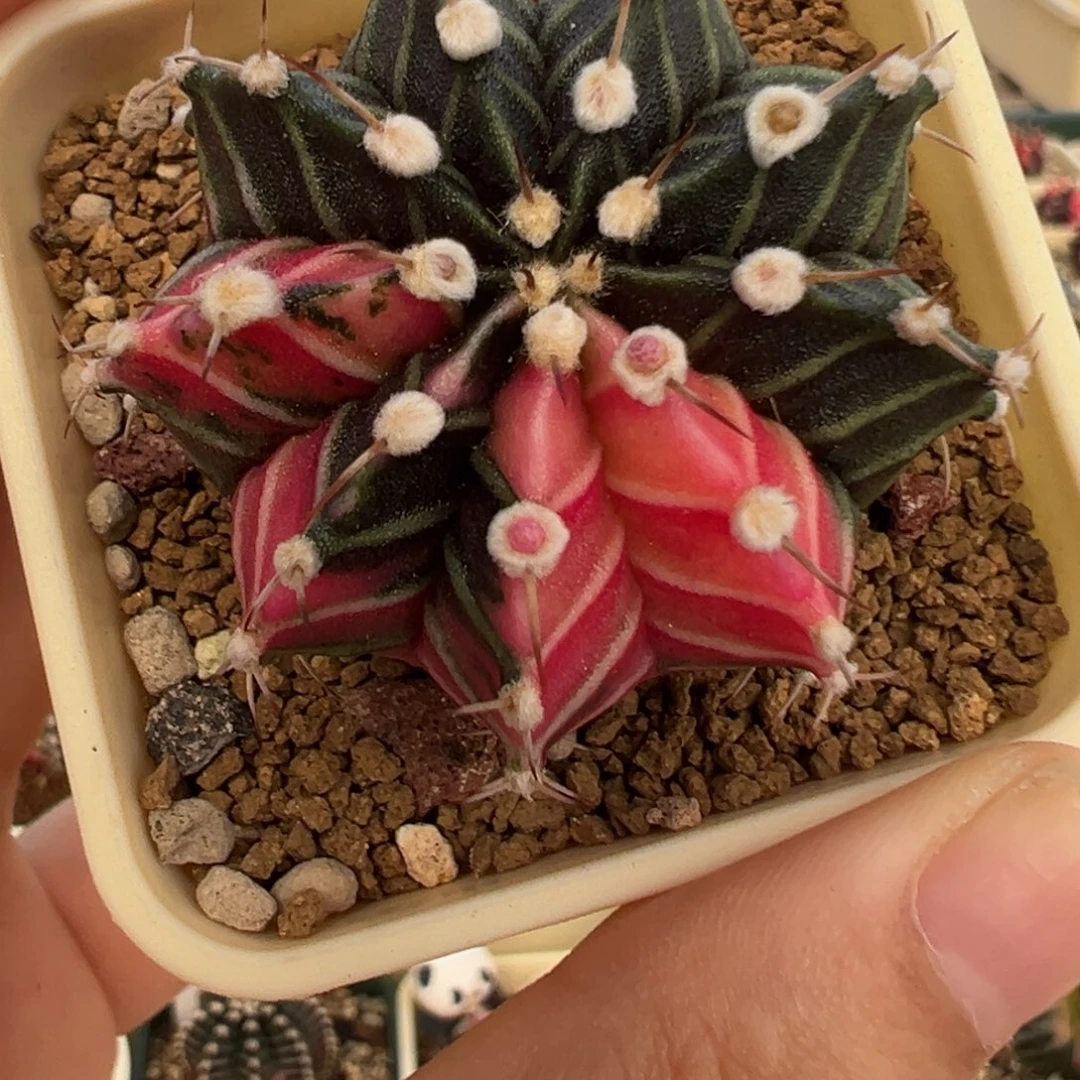 899 好看的米哈冲冲冲