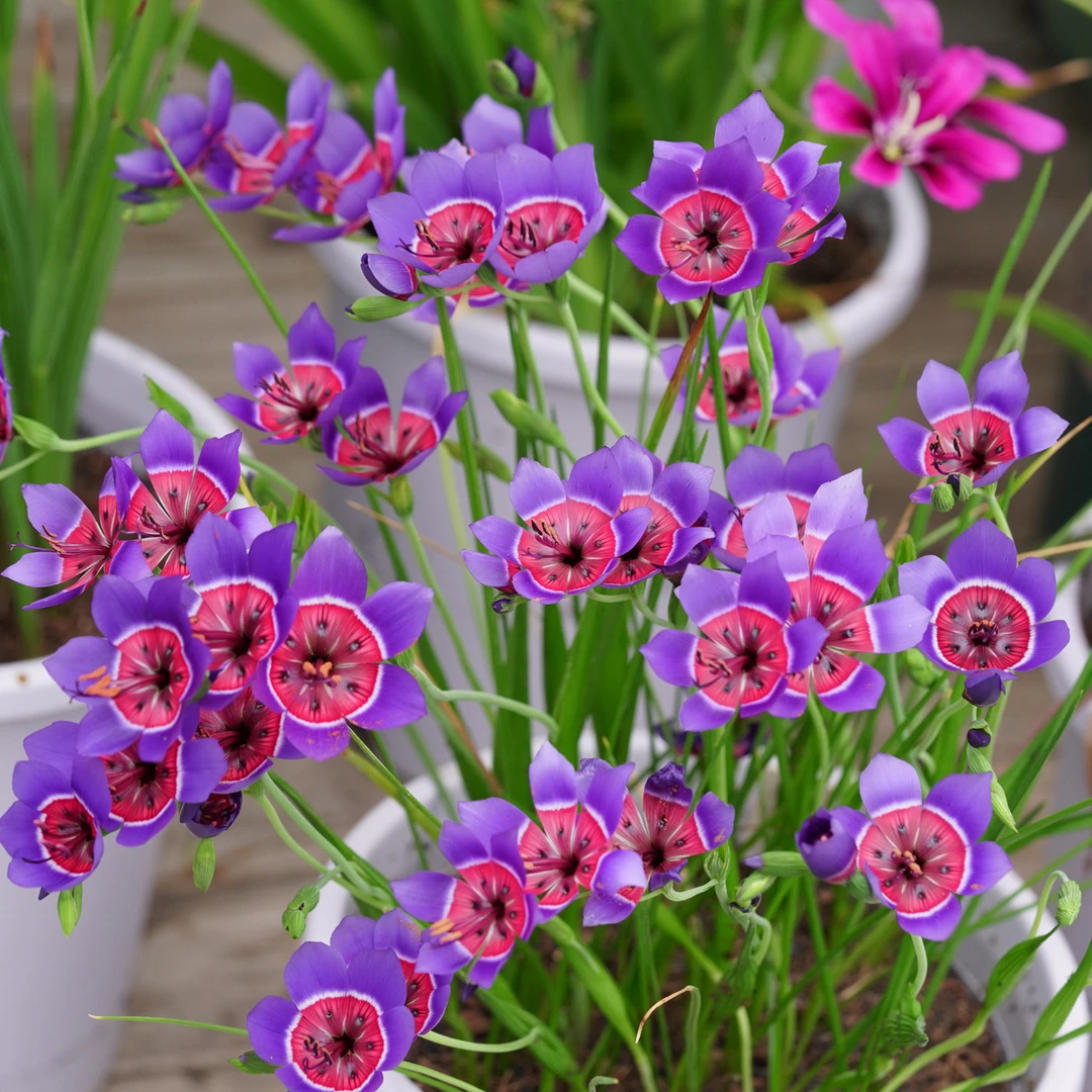 上上花田 红蓝酒杯花种球【满35包邮】多年秋植球根春天开花