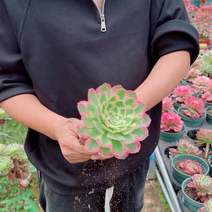 海王单头多肉法师