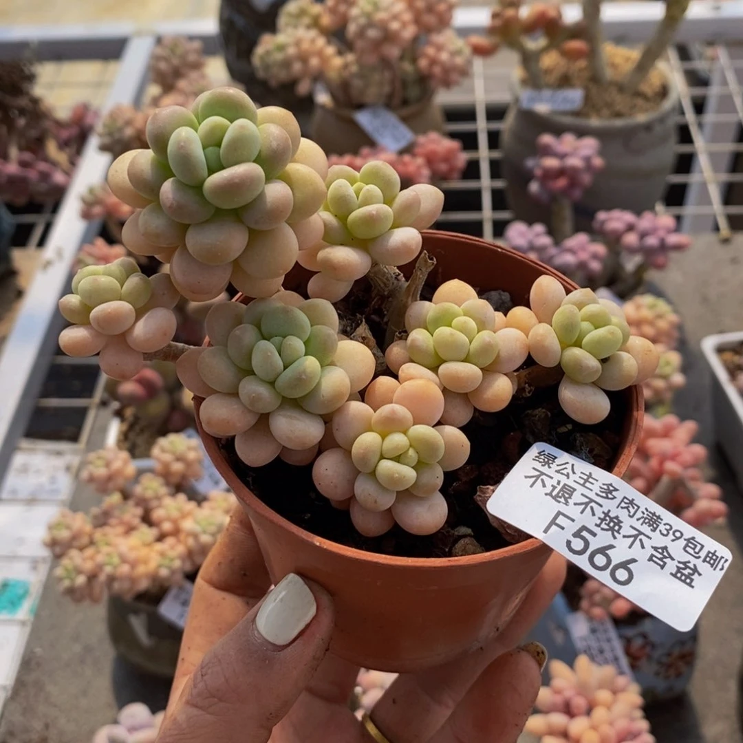 洛可可566/8cm有砍