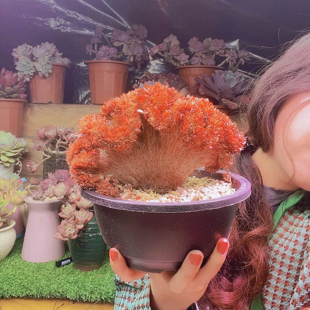 无铅玻璃糖果醉多肉