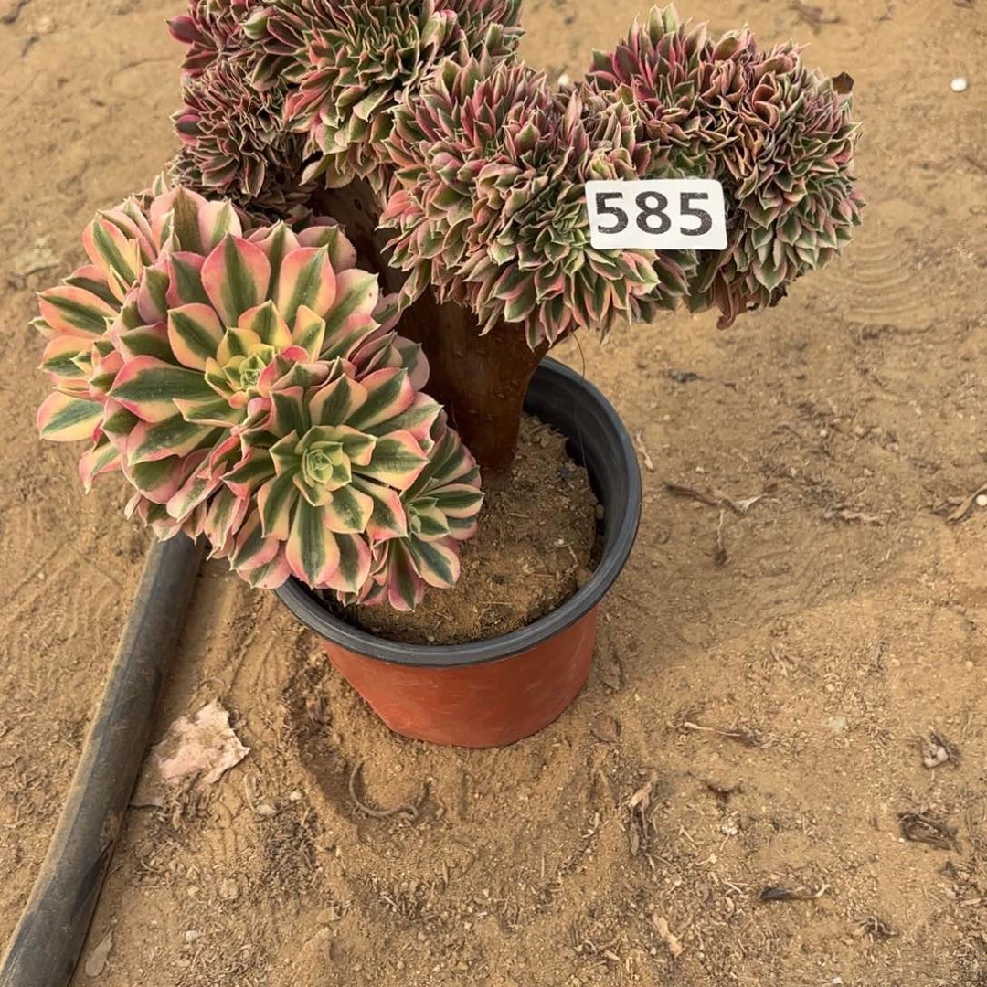 动****子585粉女巫缀多肉不包损