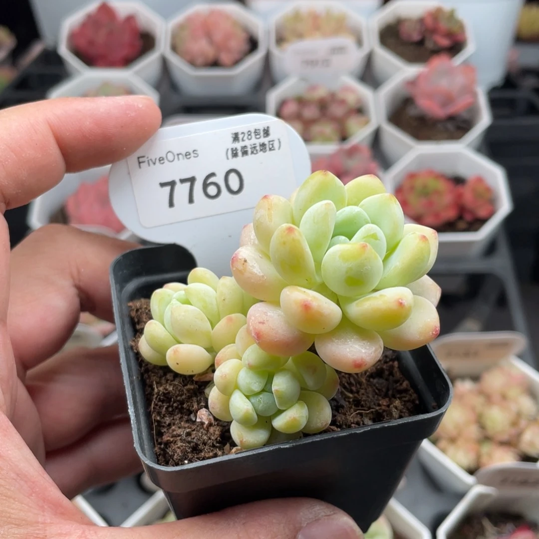 劳尔7760-5.5厘米