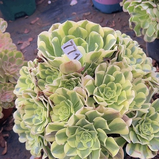 平***福多肉植物一个绿豆沙