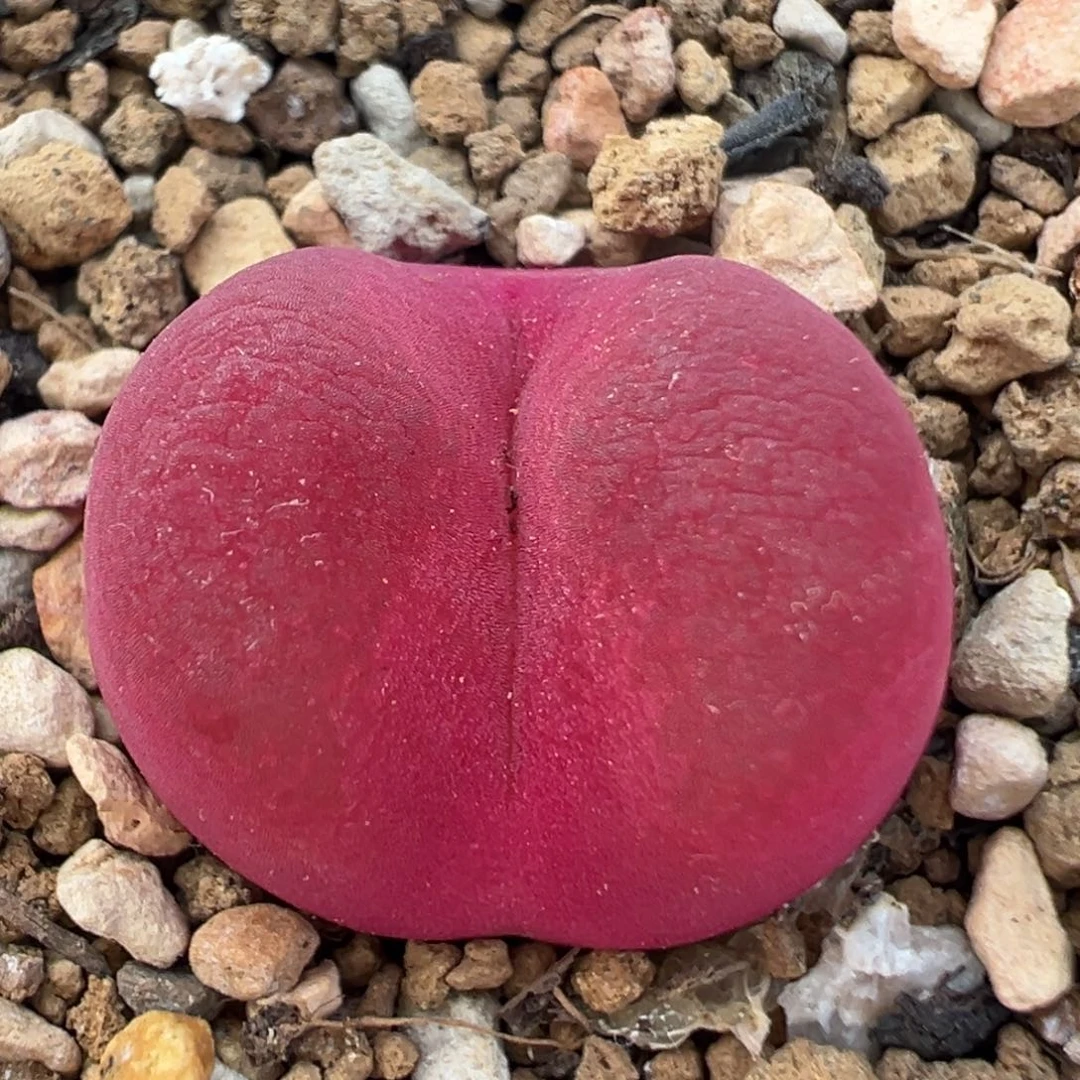 68多肉植物百科超毛1430.48