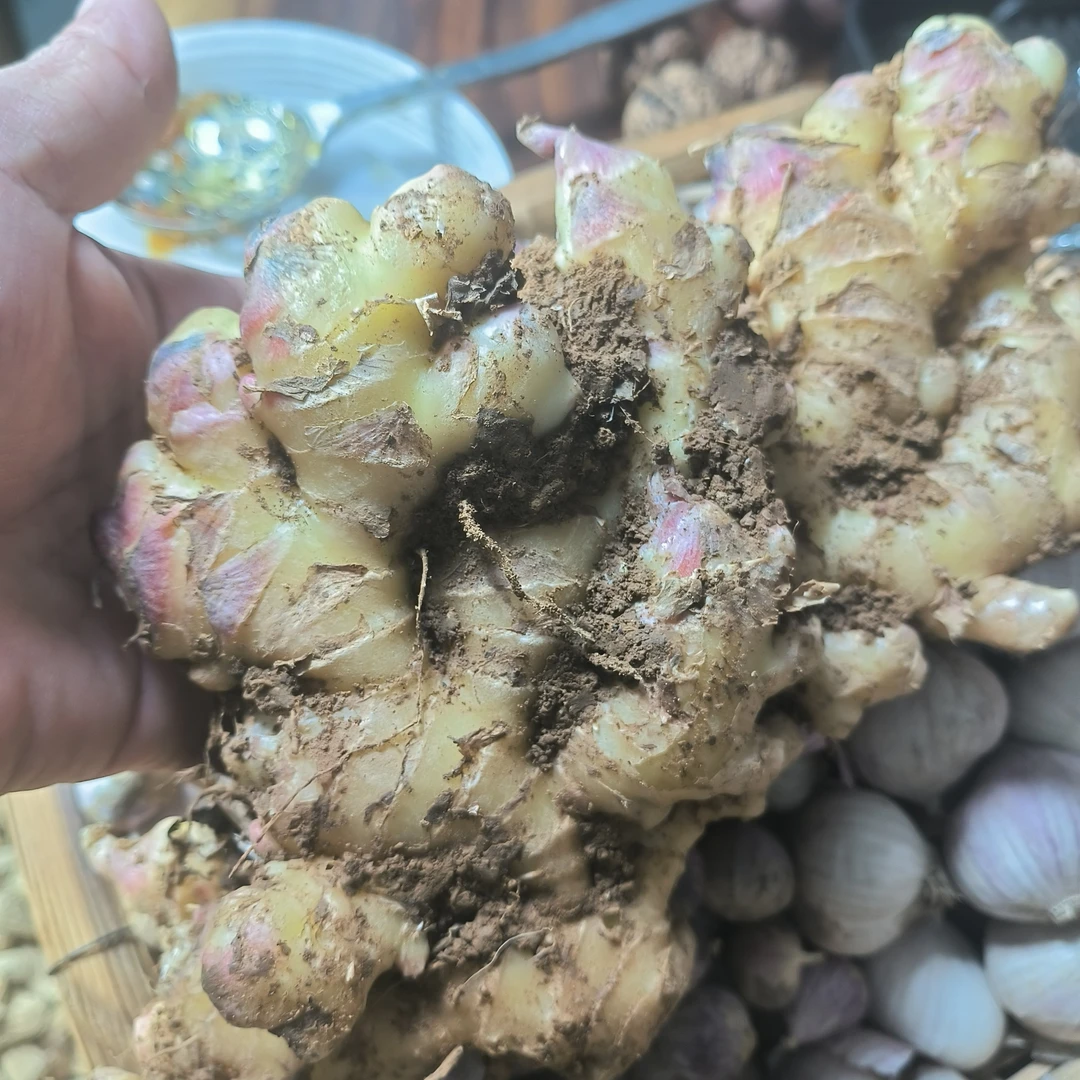 云南高山生吃鲜现摘漏天鲜挖老姜农家蔬菜新鲜生姜种植