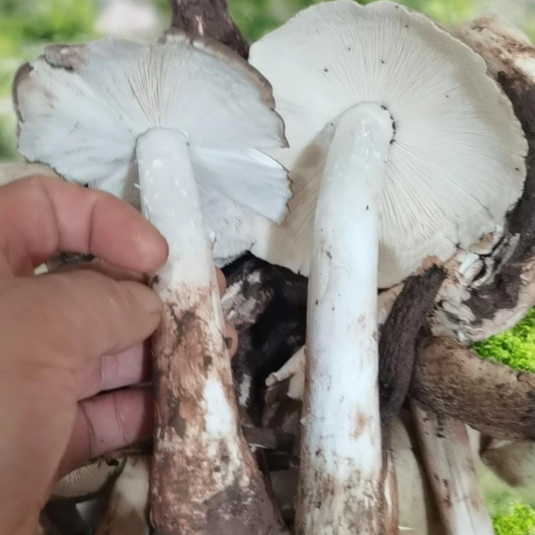 四川新鲜独朵黑帽大野山菌鸡枞斗鸡菇（一物一拍改价）顺丰空运菌子