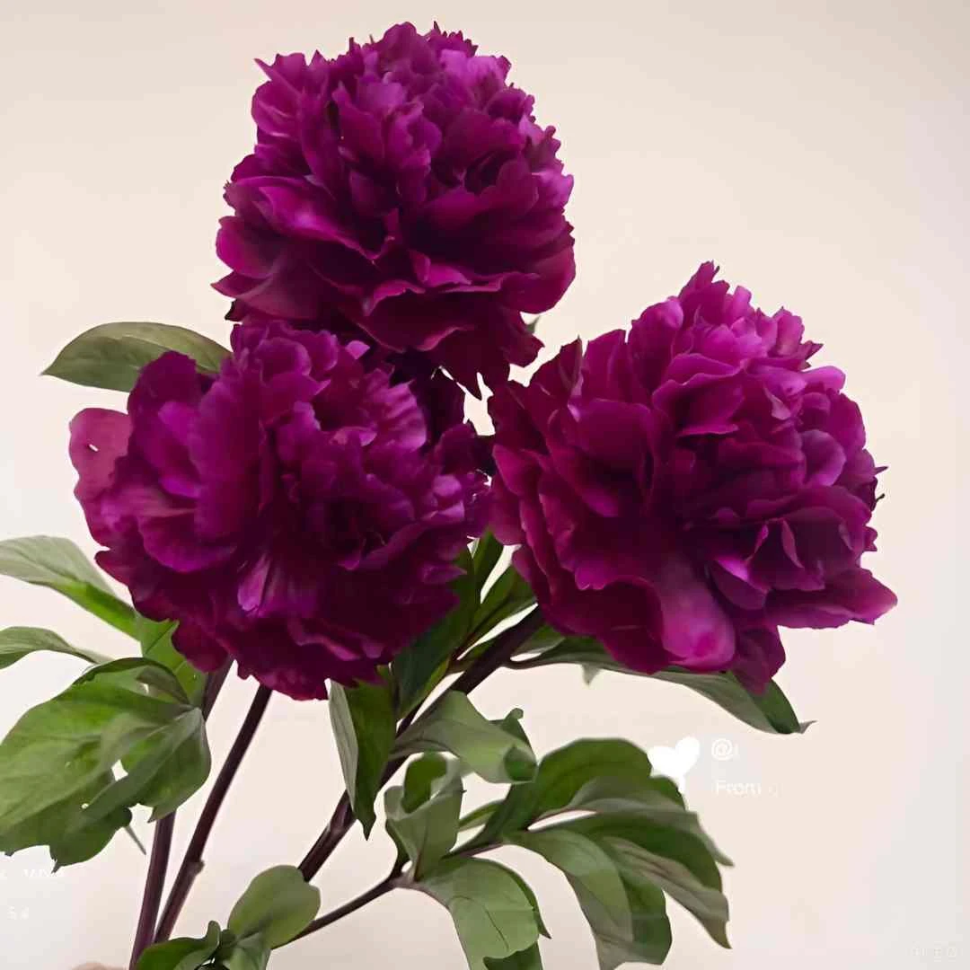 【铁杆紫 】芍药裸根带芽发货-重瓣-包对版-