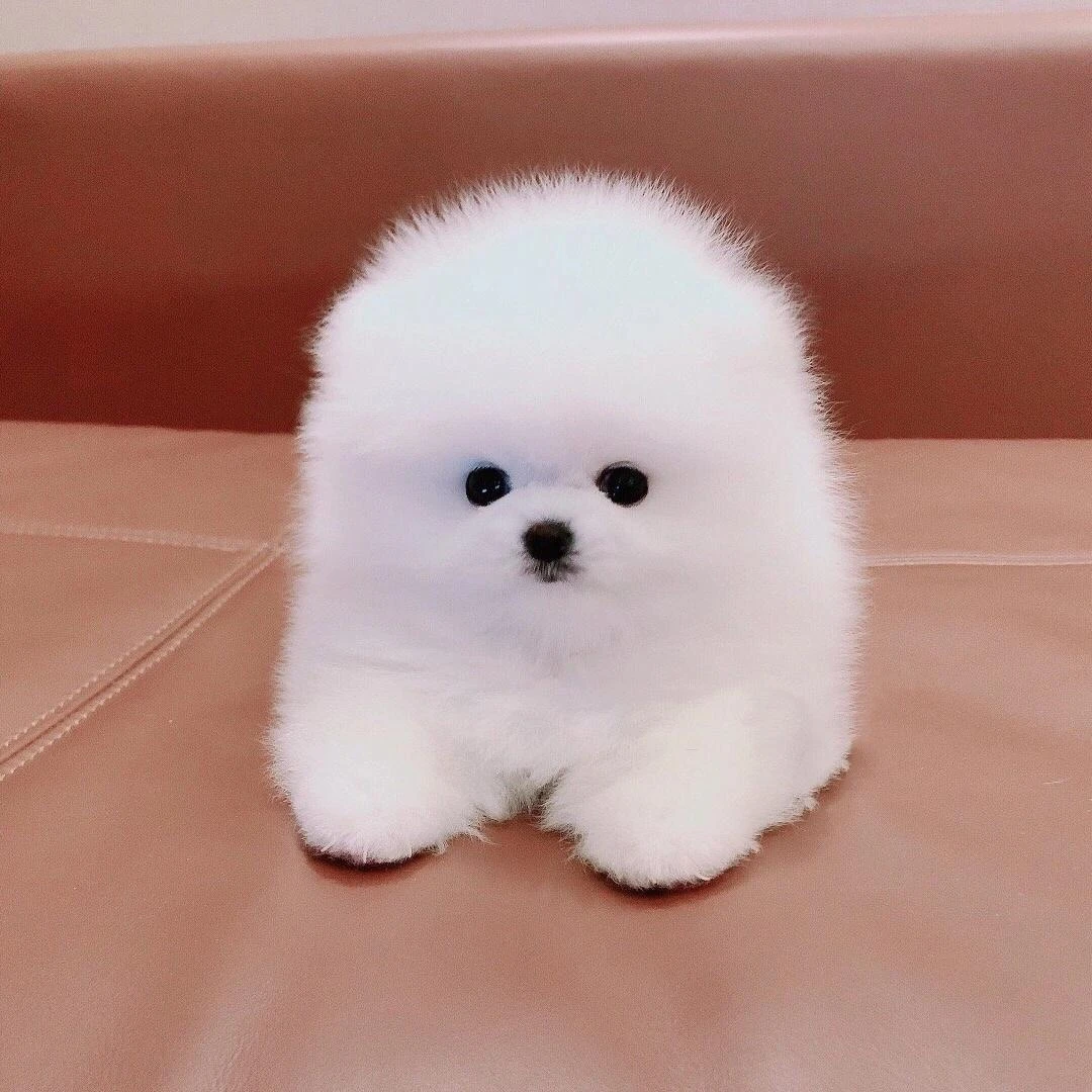 【大萌家博美茶杯犬】狗狗活体