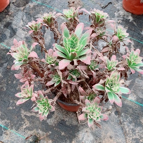 孔雀锦多肉植物法师51号