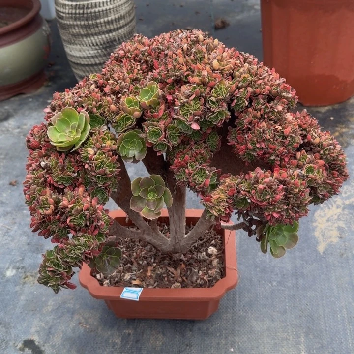 特价法师特特特特077