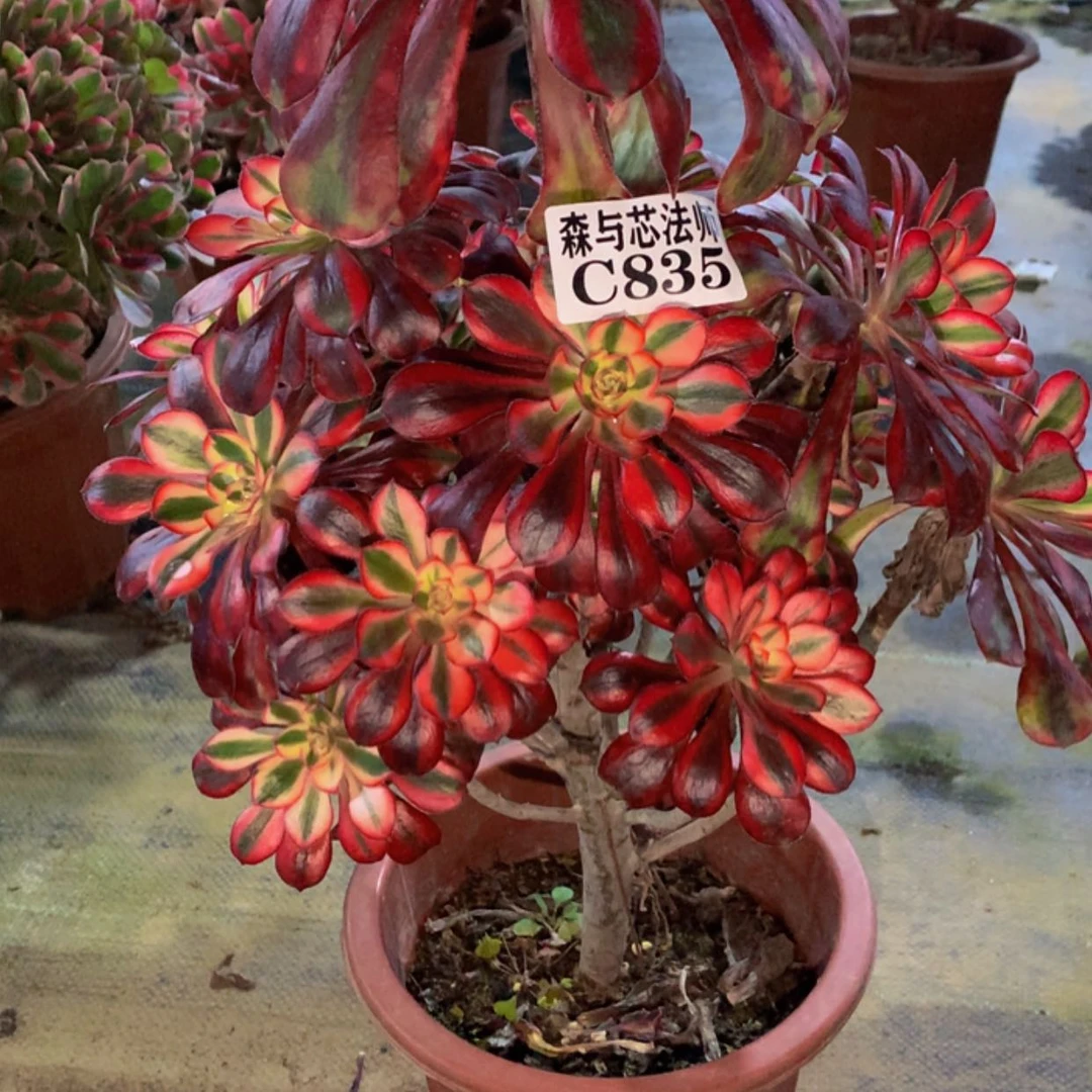 【闪购商品】835香奈儿