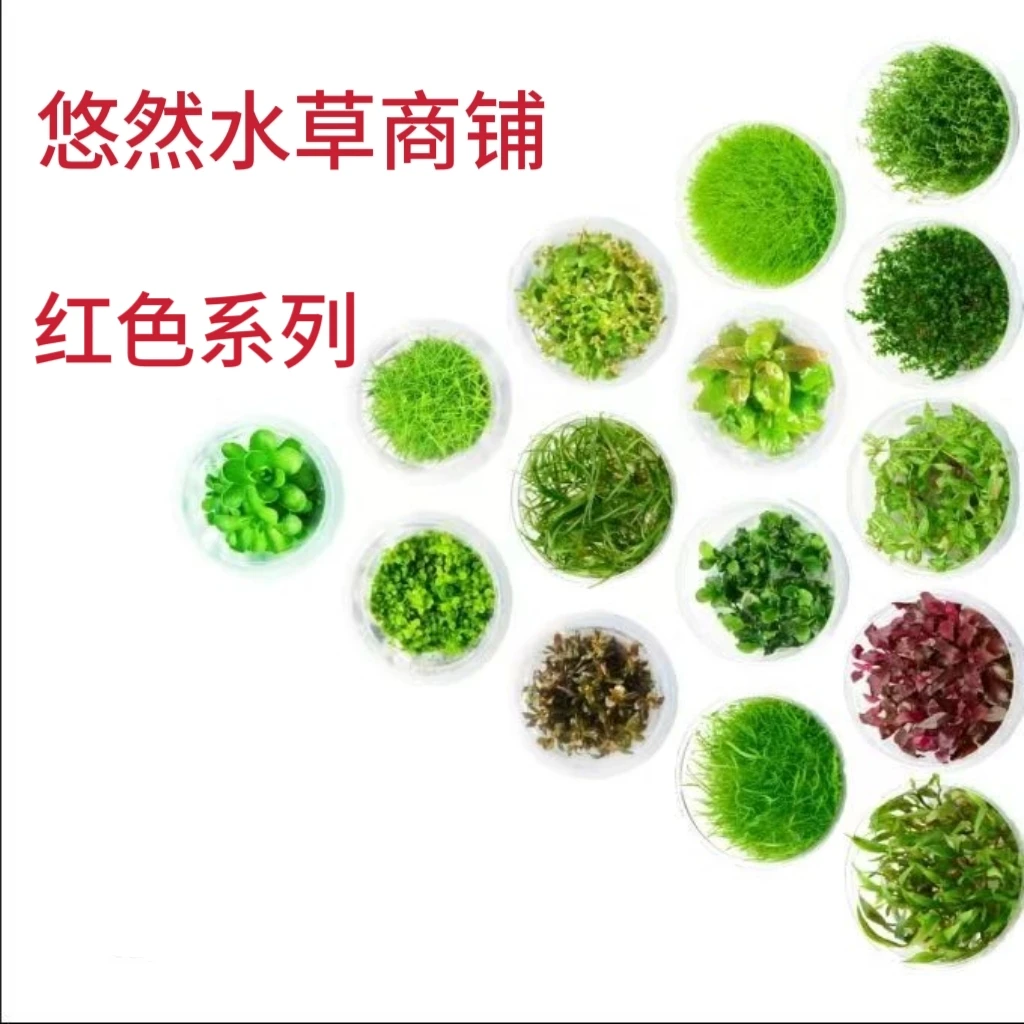 《无菌杯水草》 红色系列！