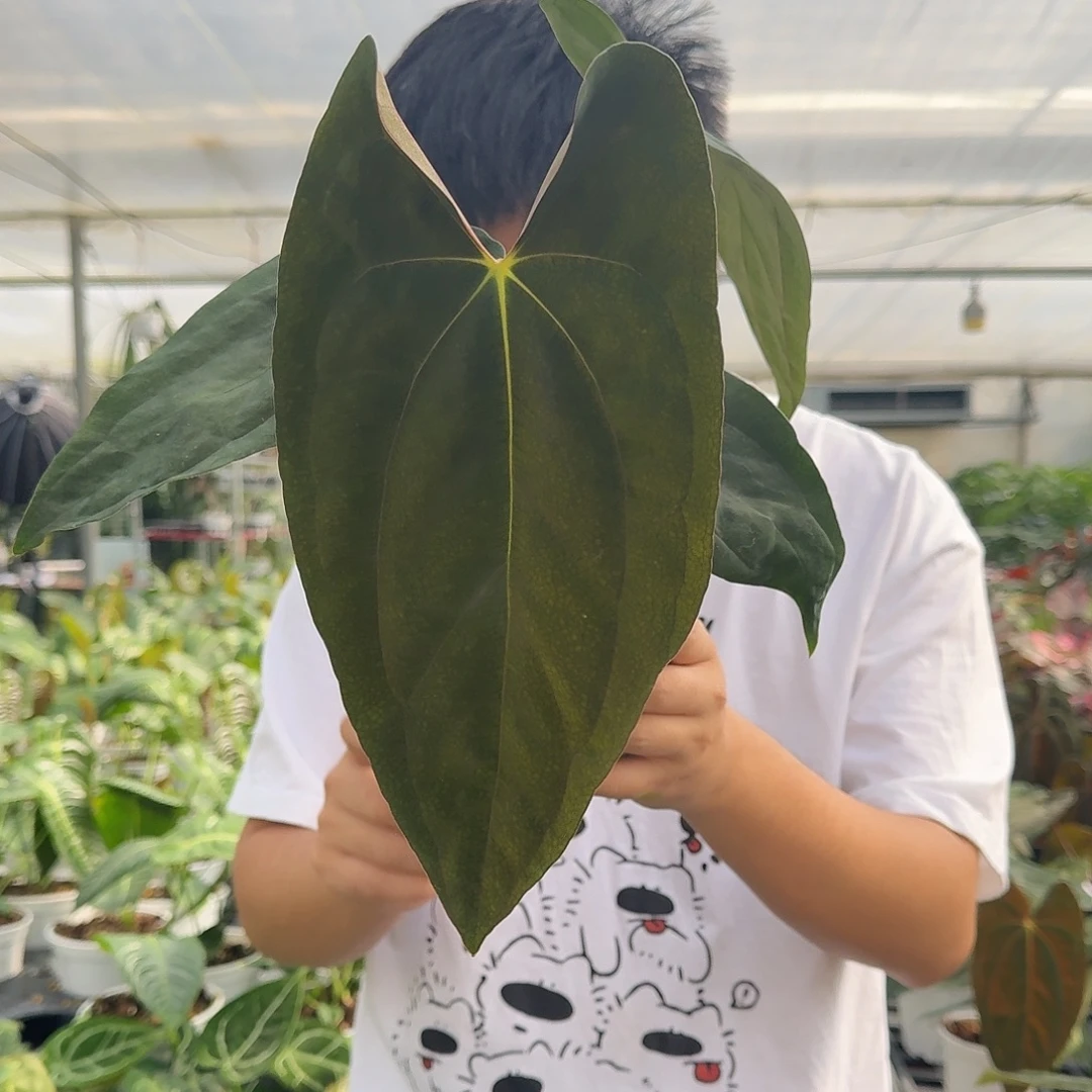 栗***子完全开放暗黑巴拿马杂papifsF80