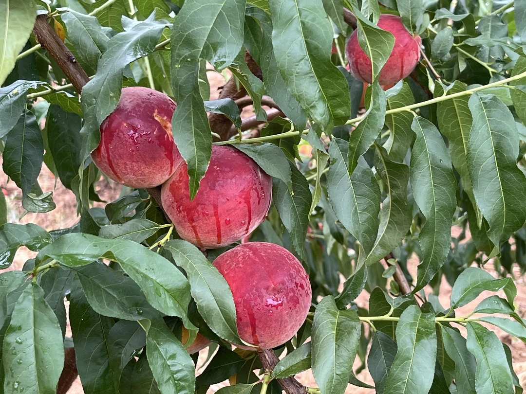 洛阳上观新鲜桃子红皮黄心毛桃脆桃黄桃脆甜多汁应季现摘现发
