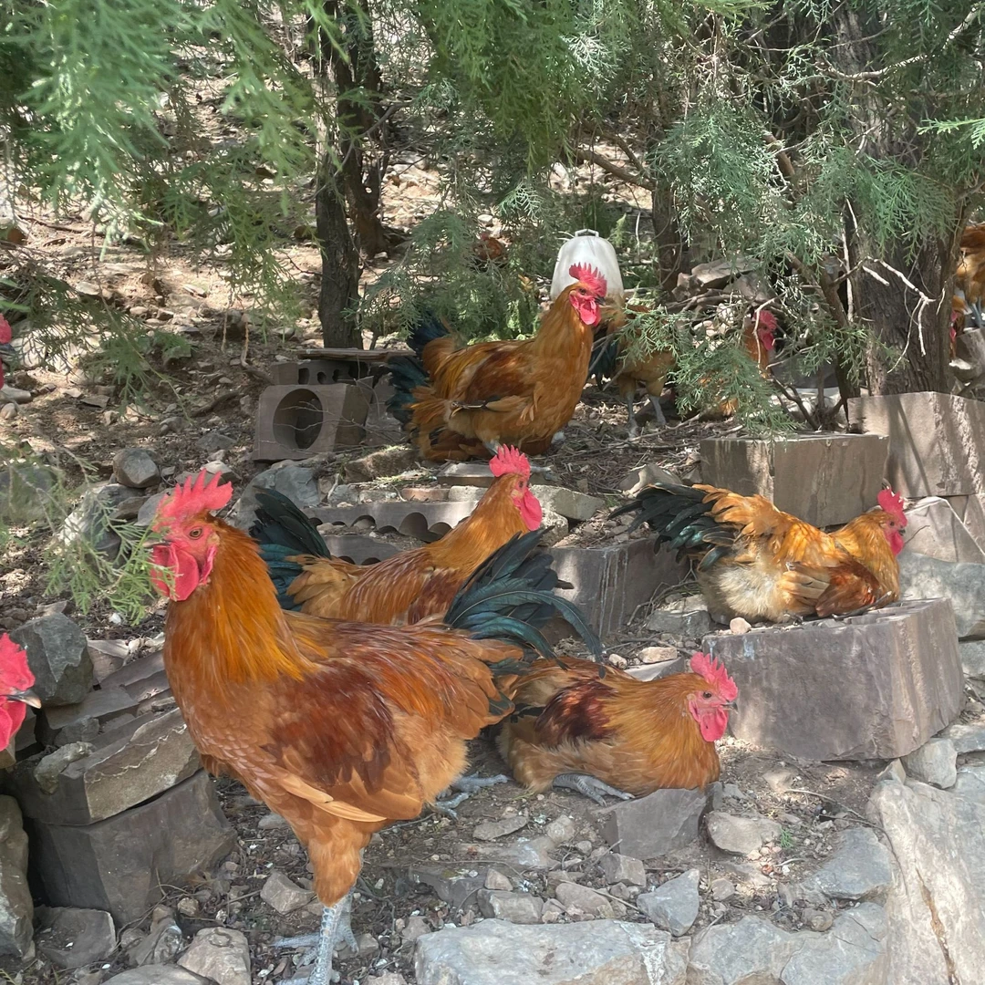 活动专享维康庄园泰山红公鸡现场抓鸡现货速发破损包赔