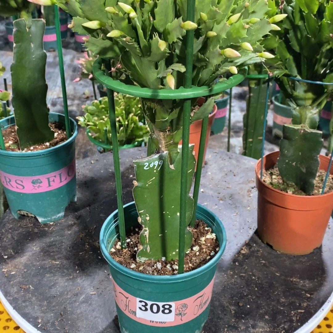 【闪购商品】当前无花朵，栽培后可花朵妞308嫁接2099