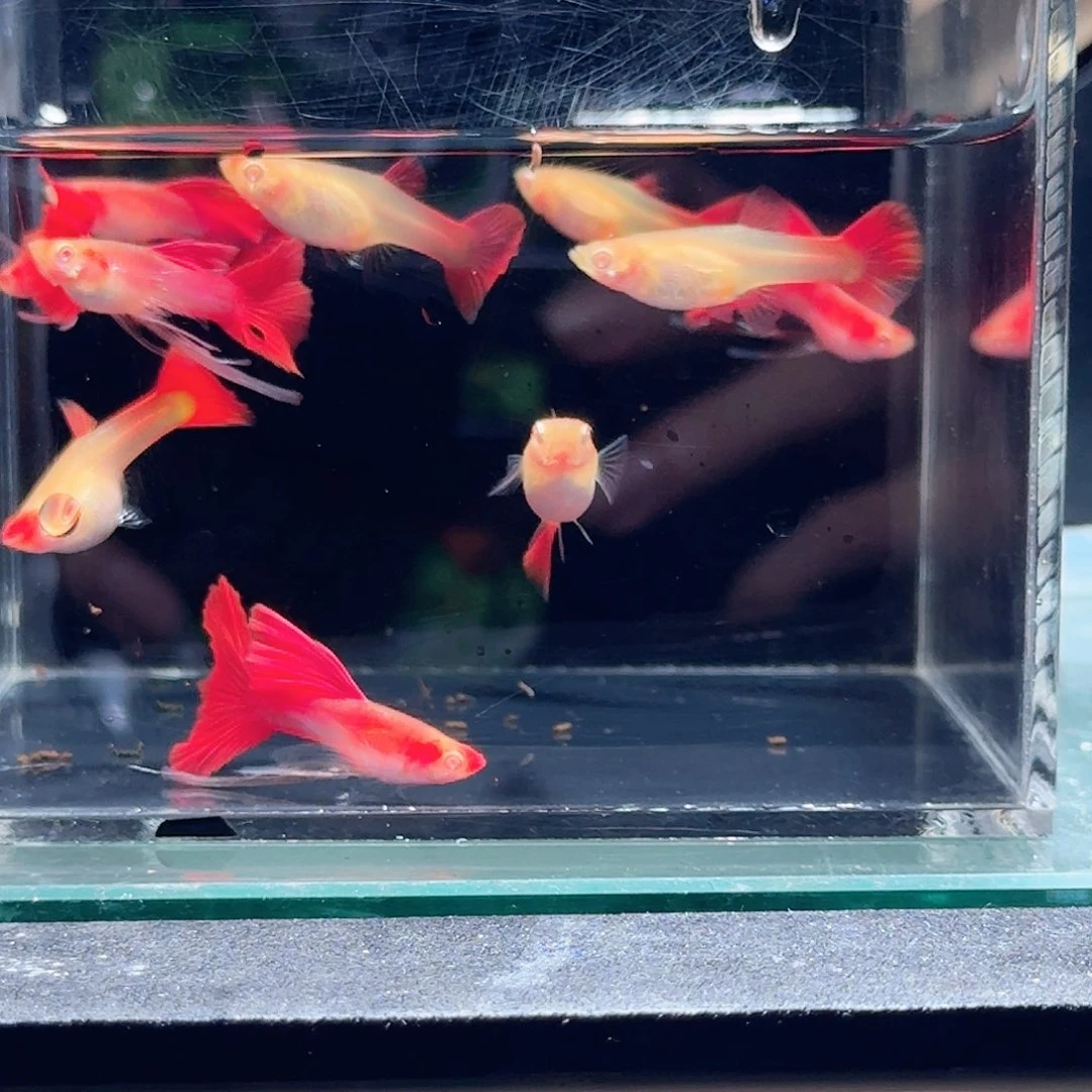 孔雀鱼10条练手特价
