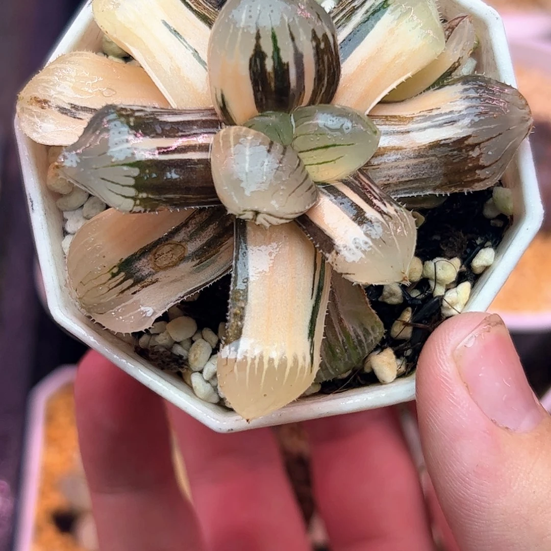糯玉露锦十二卷多肉