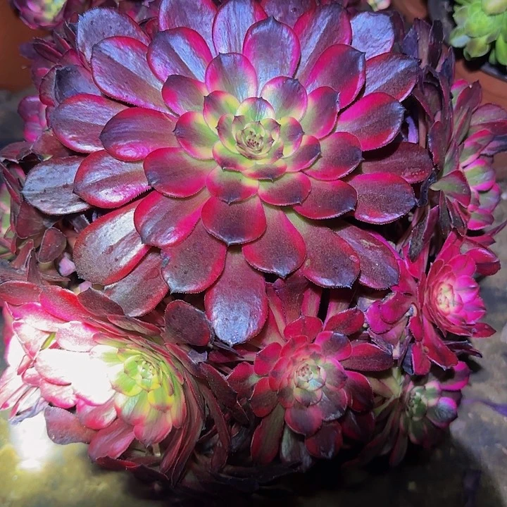 精品黑金刚墨娅老桩捧花特价福利