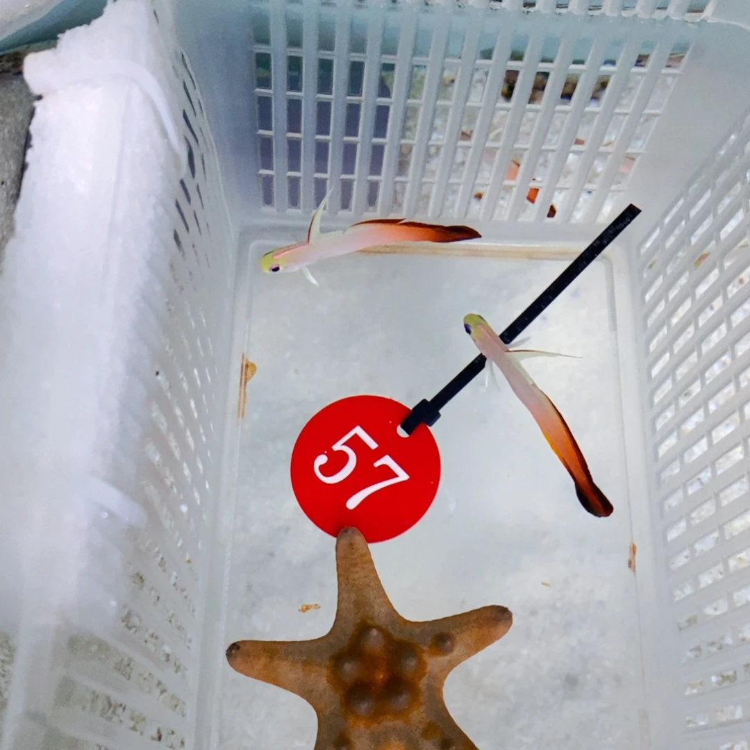 海水鱼雷达2+海星57号牌