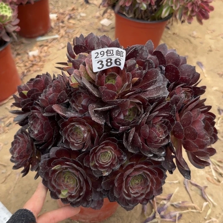 黑寡妇……多肉植物……