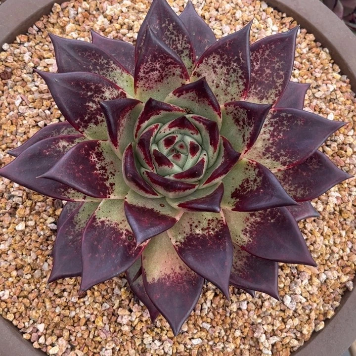 加州黄皮满发色111111