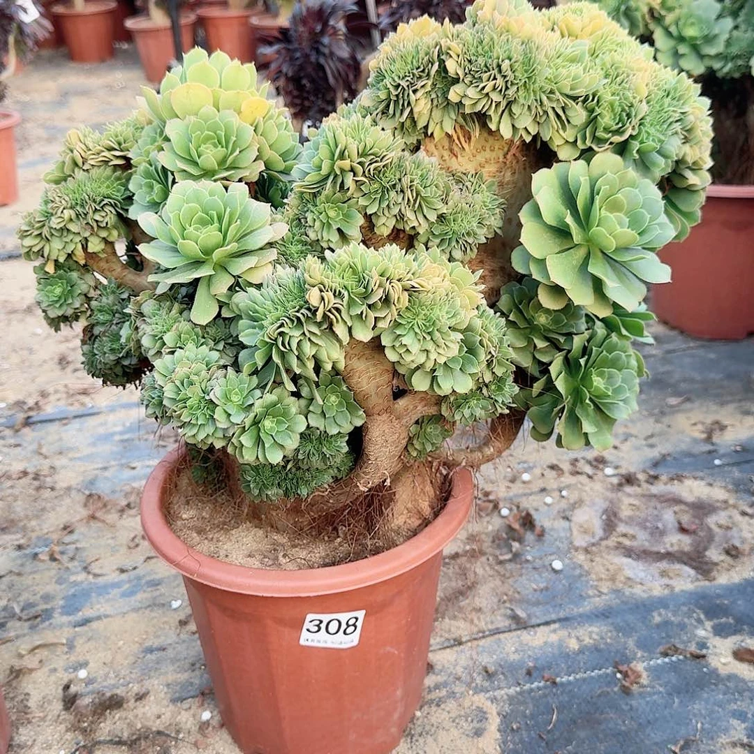 308绿朵朵一颗呀呀