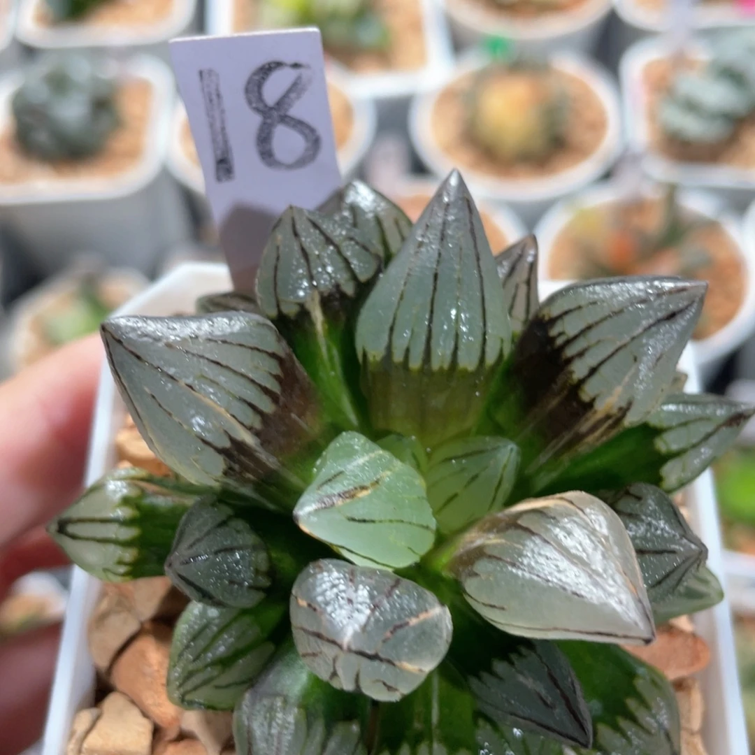 18西瓜锦。