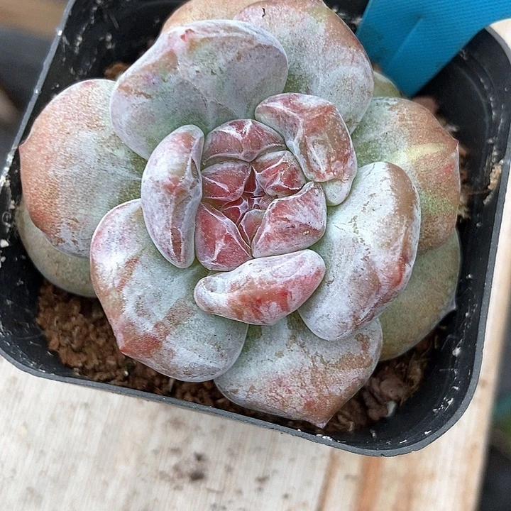 多肉植物紫皮石化a024