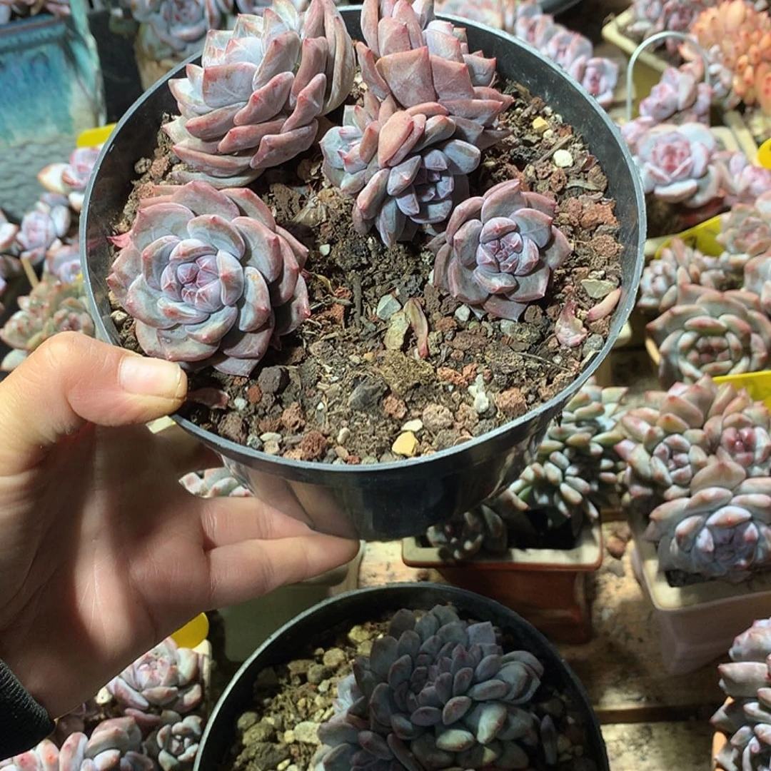 哈哈哈哈哈哈哈哈6